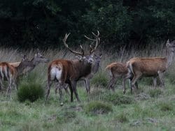 wildbraadpakket edelhert