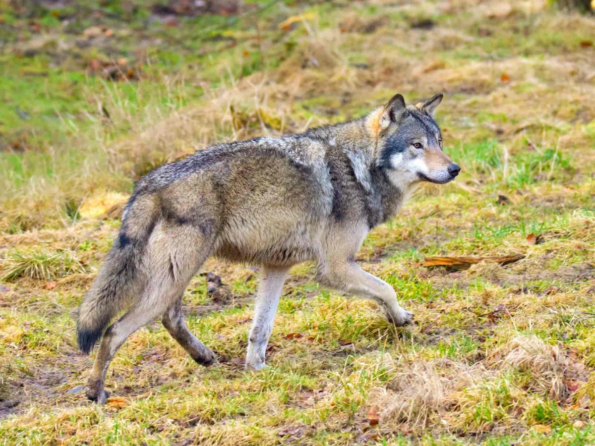 Spannend! Wolf gespot!